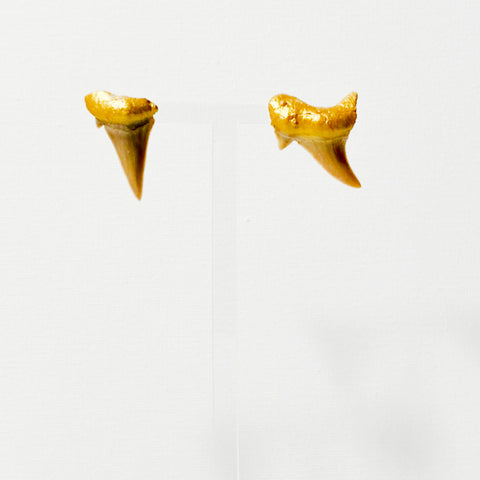 Real shark teeth with gold painted gums on stud earrings.