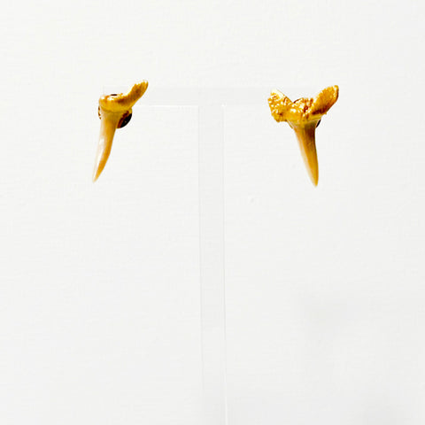 Real shark teeth with gold painted gums on stud earrings.